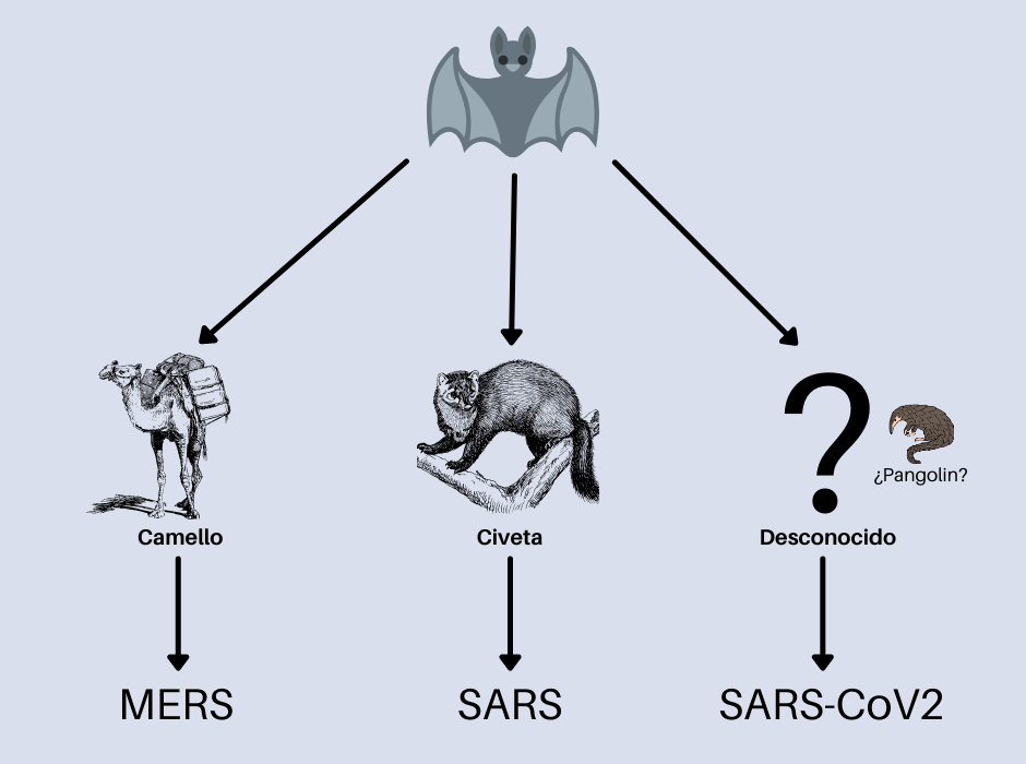 Aunque partan de coronavirus presentes en murciélagos, MERS y SARS tuvieron como hospedado intermedio el camello y la civeta respectivamente. Para SARS-CoV2 se sospecha del pangolin, pero aún no está claro.